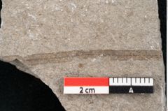 Foto (Detailansicht) von Puccinites zosterae Ettingshausen (NHMW-GEO-2024-0188-6620)